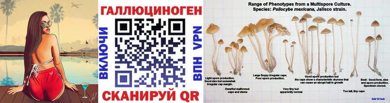 Купить  Белая Холуница  Галлюциногенные грибы Psilocybe 