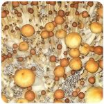 Псилоцибиновые (галлюциногенные)  грибы Psilocybin "Golden Teacher" в Белой Холунице