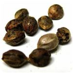 Семена марихуаны АК-47  (Seeds AK-47) в Белой Холунице